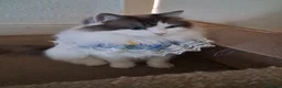 Ragdoll cats for sale: Pure breed bicolour Ragdoll  - Advert 4