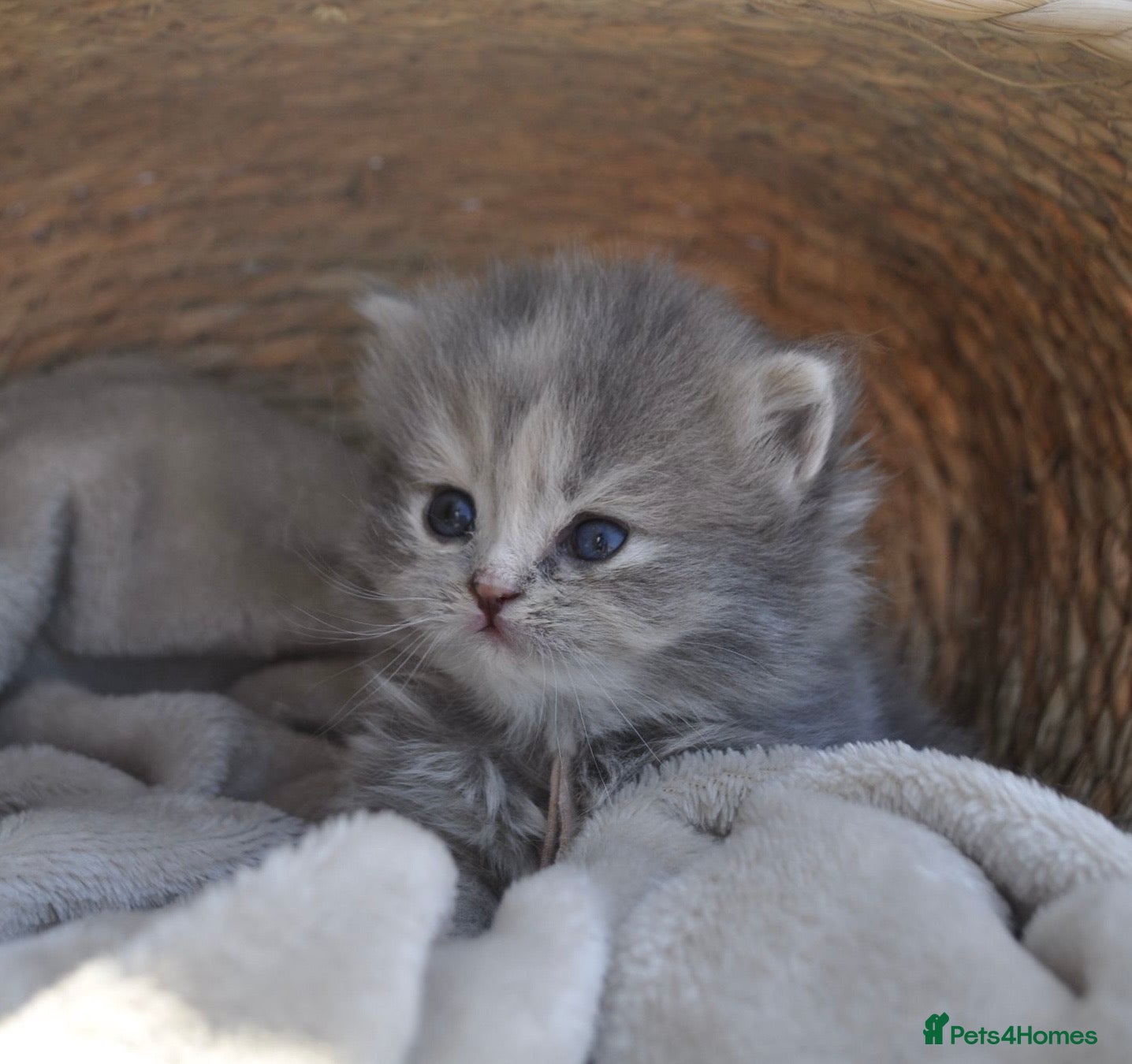 British Longhair cats Blue tortie lh girl *health checked*TICA reg* - Advert 16