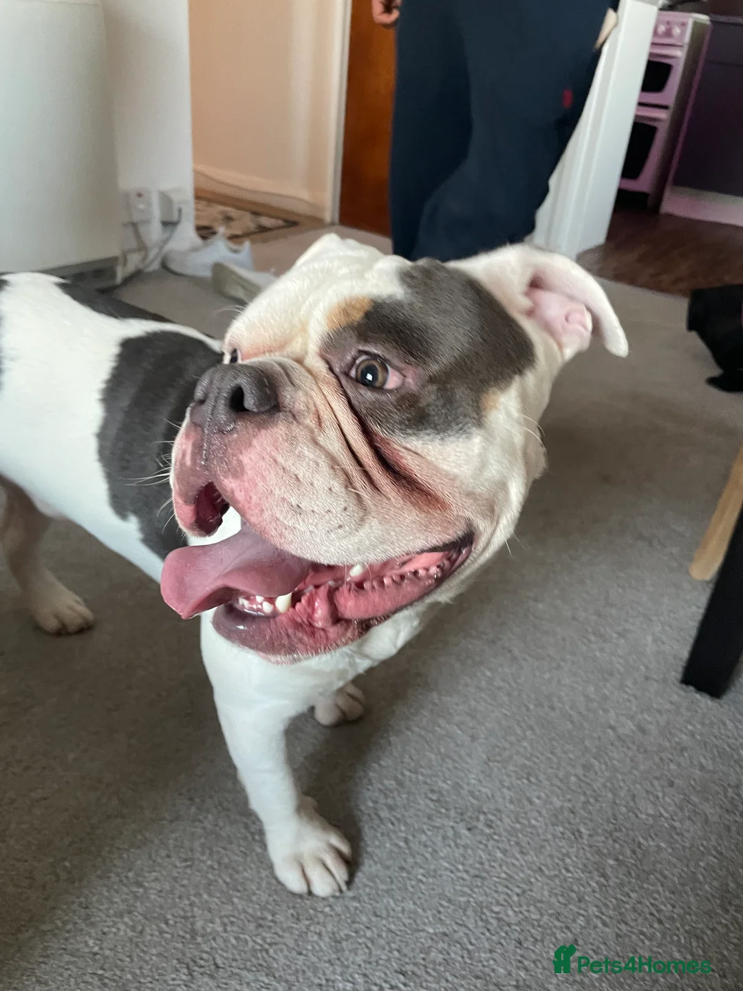 English Bulldog dogs for sale: Rocky - Advert 1