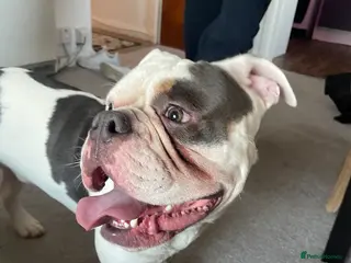 English Bulldog dogs Rocky - Advert 16