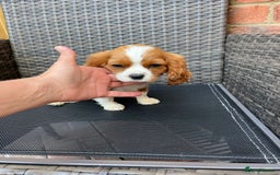 Cavalier King Charles Spaniel dogs for sale: Cavalier King Charles Spaniel Puppies  in Tonbridge - Image 6