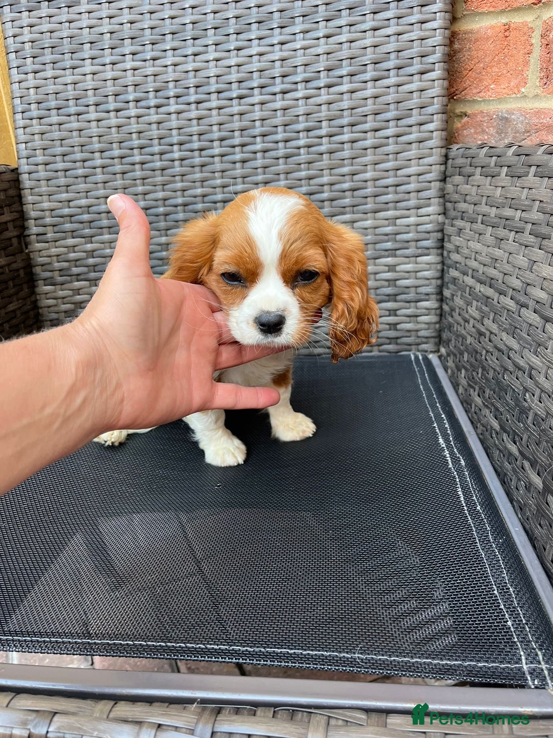 Cavalier King Charles Spaniel dogs for sale: Cavalier King Charles Spaniel Puppies  in Tonbridge - Image 6