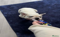 French Bulldog dogs for sale: French bulldog with blue husky coy - Advert 2