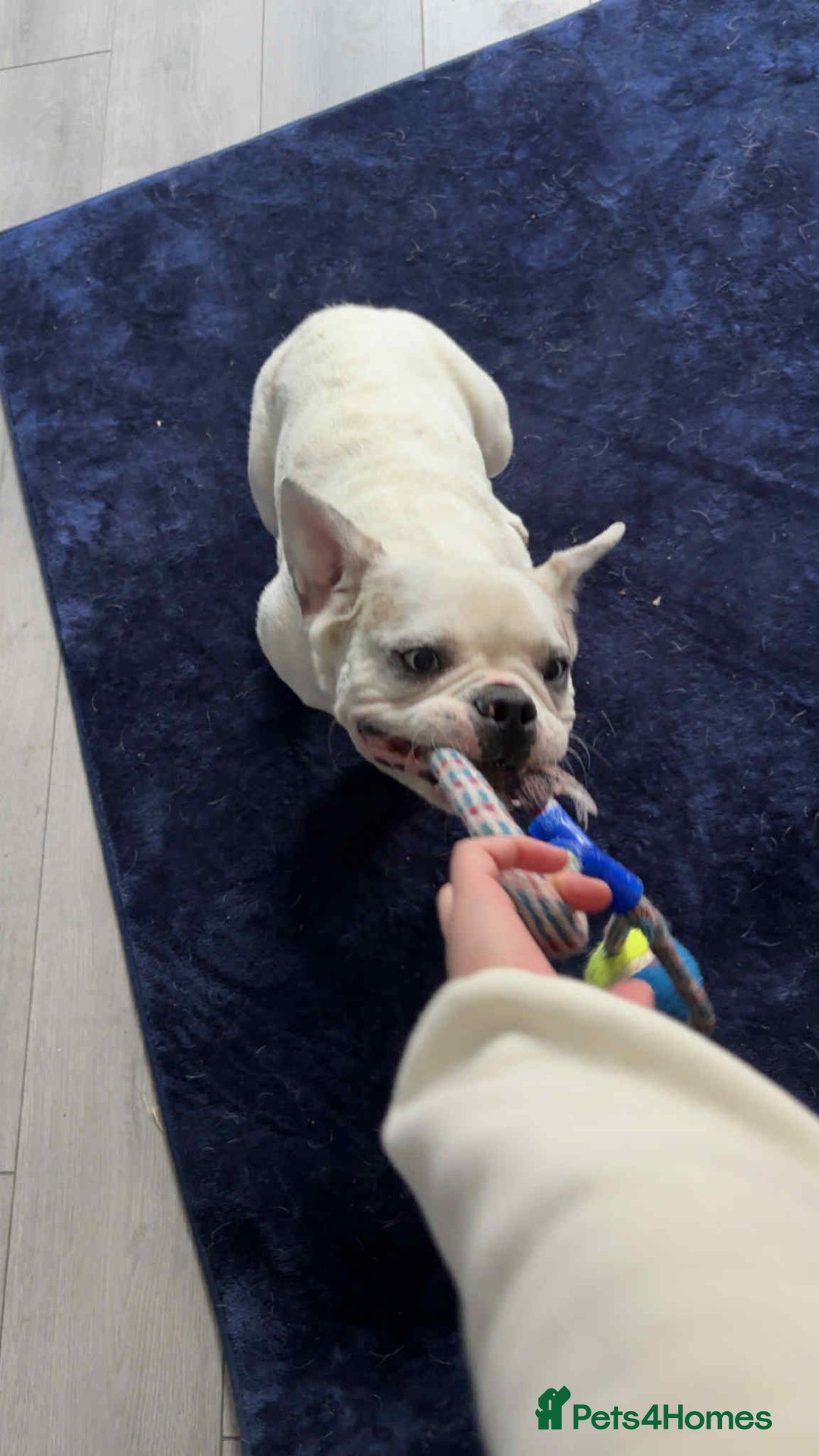 French Bulldog dogs for sale: French bulldog with blue husky coy - Advert 2