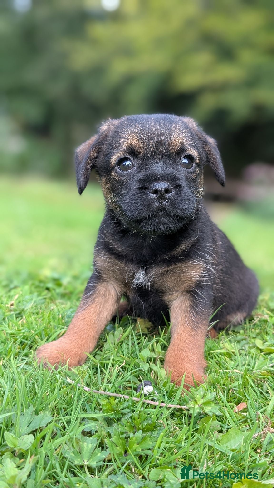 Border Terrier dogs ONLY 1 MALE LEFT Beautiful Border Pups (KC Reg) - Advert 2