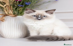 Ragdoll cats for sale: Super cuddly Ragdoll kittens Ready now ♥️ - Image 34