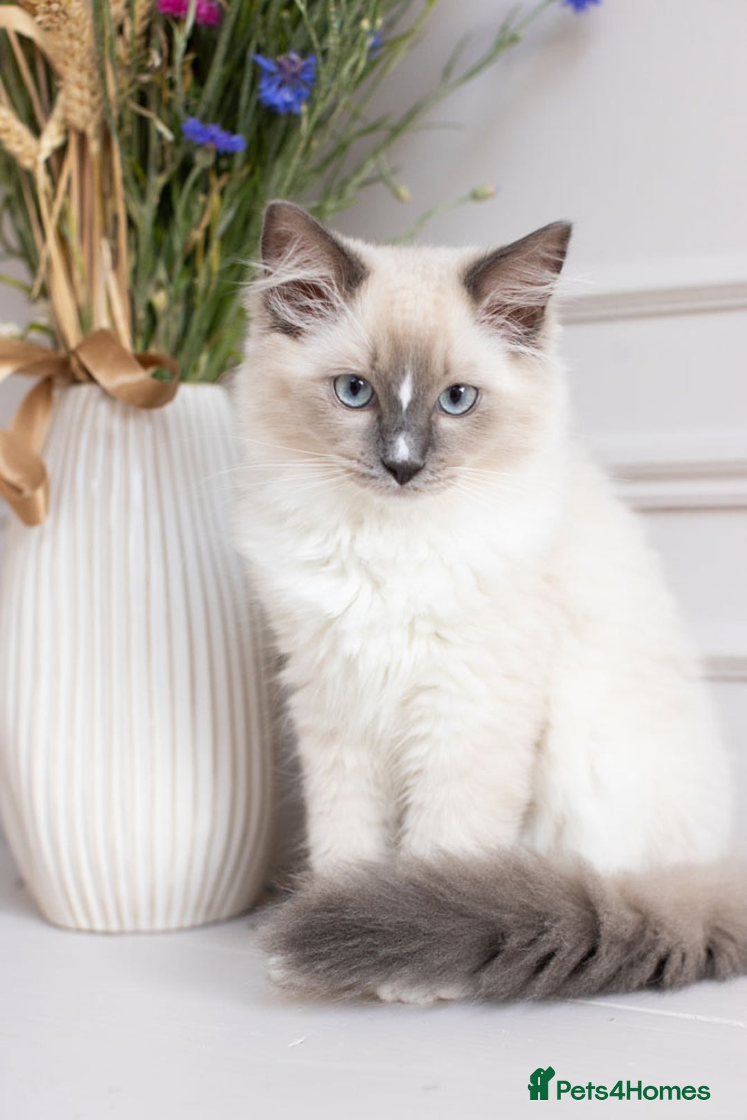 Ragdoll cats for sale: Super cuddly Ragdoll kittens Ready now ♥️ - Image 34