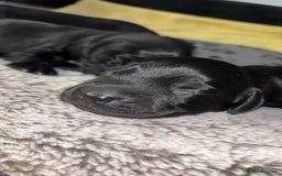 Cockerdor dogs for sale: Cockerdors  - Advert 2