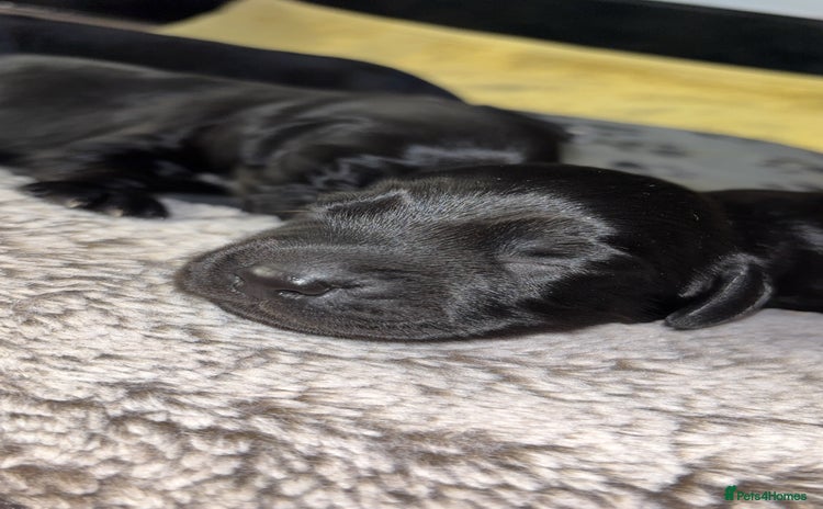 Cockerdor dogs Cockerdors  - Advert 1