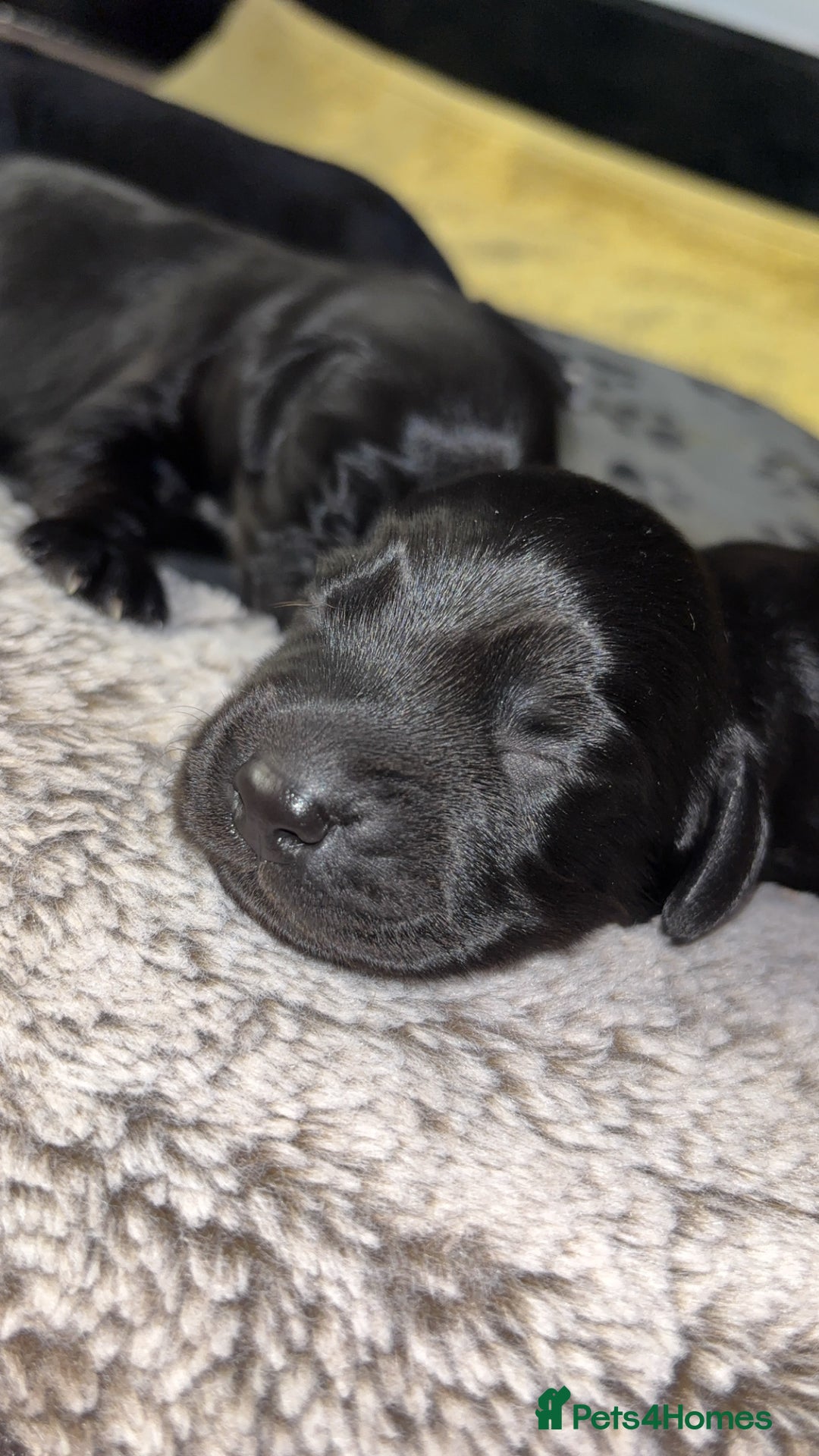 Cockerdor dogs for sale: Cockerdors  - Advert 2