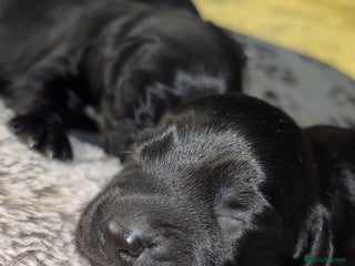 Cockerdor dogs Cockerdors - Advert 9