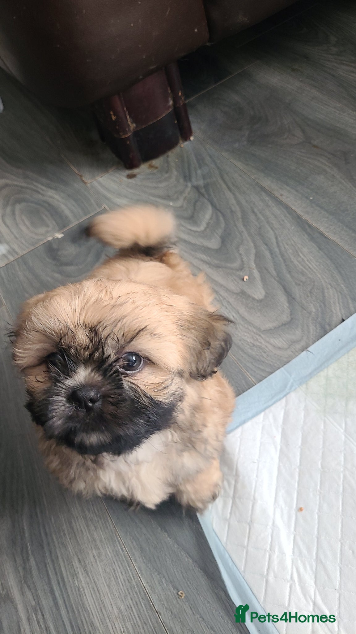 Shih Tzu dogs for sale: 2 beautiful boys ready for New home from Wednesday - Advert 9