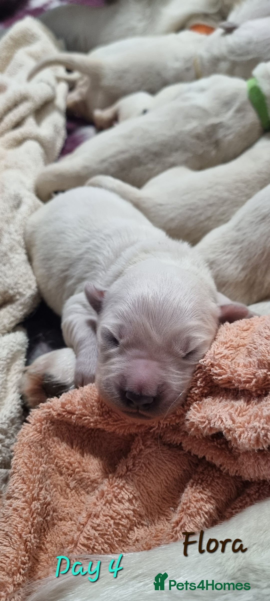 Golden Retriever dogs for sale: Golden Retriever Pups-FULLY HEALTH TESTED PARENTS  - Advert 14