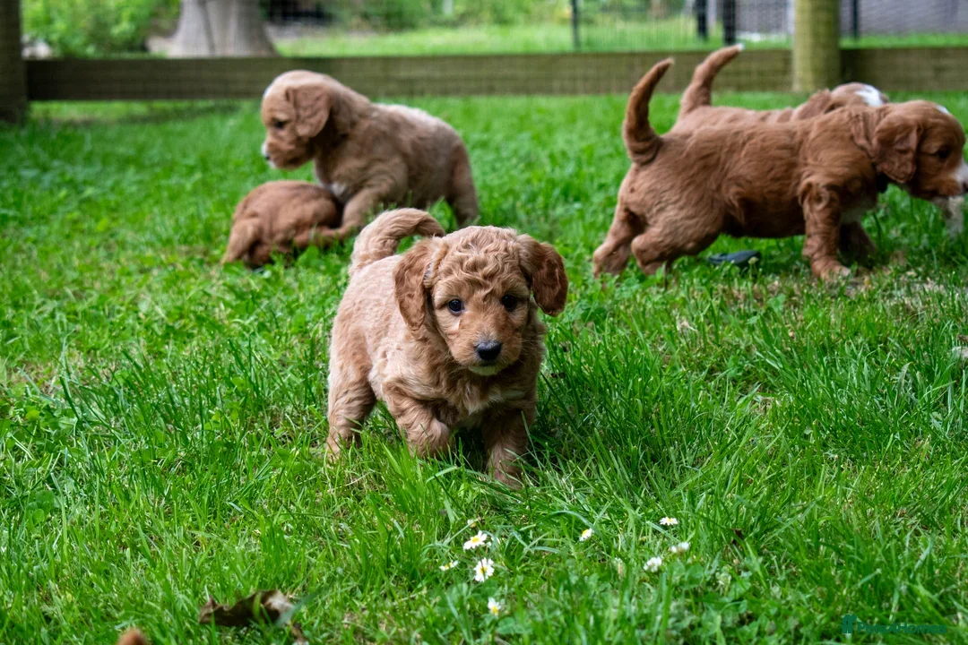 Mini Goldendoodle dogs for sale: Mini Goldendoodle Waiting List  - Advert 2