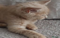 Persian cats for sale: PERSIAN MIX KITTENS 9 weeks old ready to leave.  - Image 10