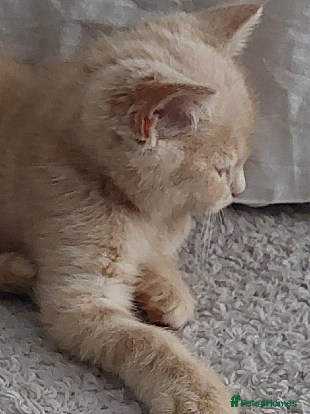 Persian cats for sale: PERSIAN MIX KITTENS 9 weeks old ready to leave.  - Image 10