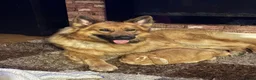 German Shepherd dogs for stud: German Shepard ready for stud in Rowley Regis - Advert 4