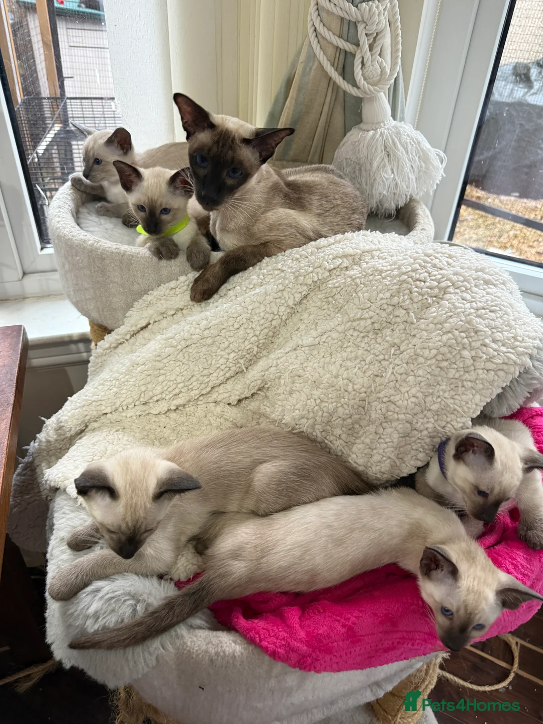 Siamese cats for sale: Siamese kittens  - Advert 25