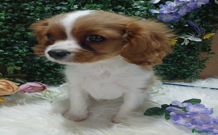 Cavalier King Charles Spaniel dogs - Advert 1