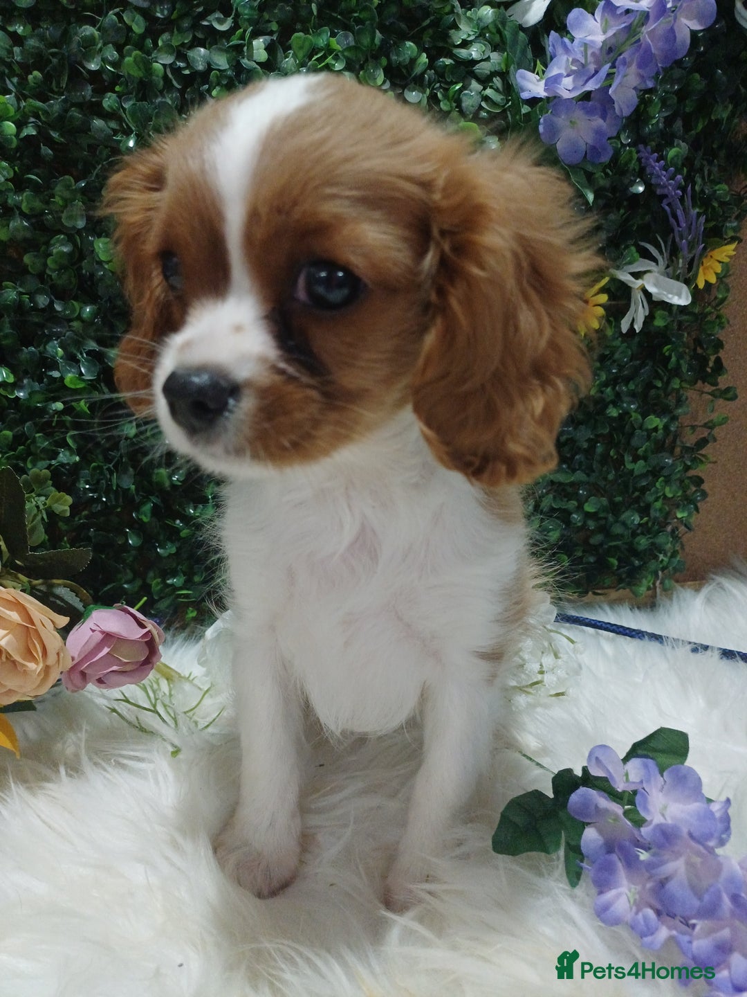 Cavalier King Charles Spaniel dogs for sale: READY kc, health tested girl - Image 1
