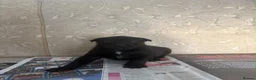 Belgian Shepherd Dog dogs for sale: Belgian Malinois x Dutch Puppies in Rotherham - Advert 4