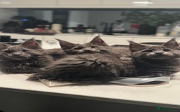 Maine Coon cats for sale:  Gccf registered Main Coon Kittens  - Image 1