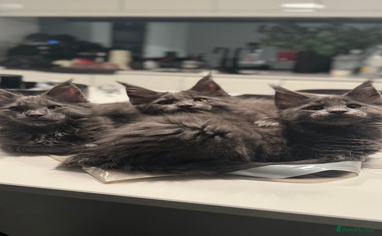 Maine Coon cats - Advert 8