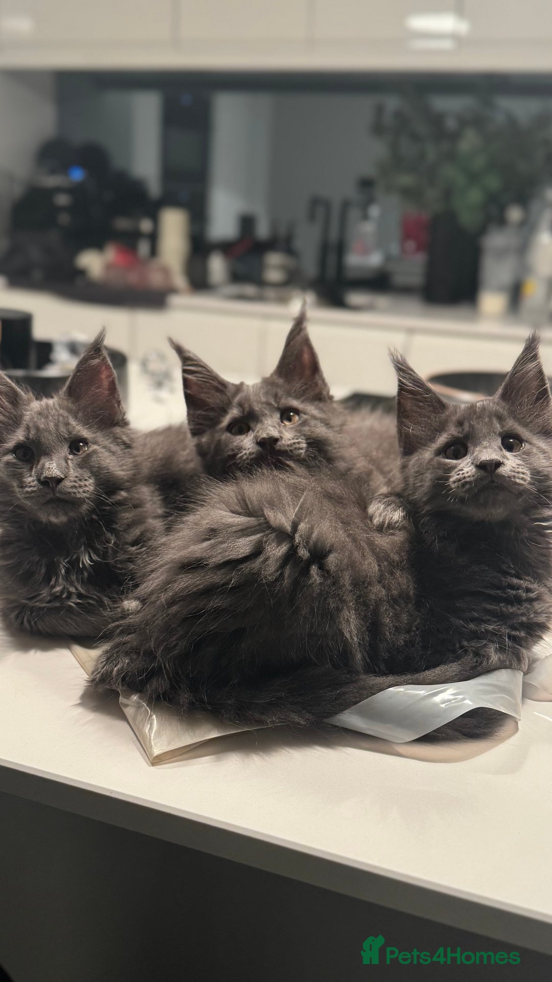 Maine Coon cats for sale:  Gccf registered Main Coon Kittens  - Image 1