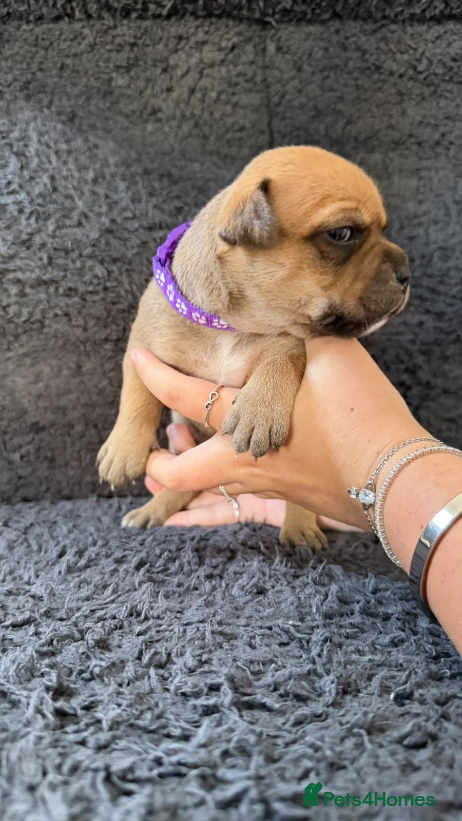 Staffordshire Bull Terrier dogs 8 outstanding K C registered puppies  - Advert 2