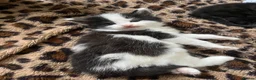 Mixed Breed cats for sale: Beautiful Kittens for sale- ready for loving homes in Chelmsford - Advert 4