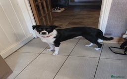 Border Collie dogs for sale: My name is Shep - Image 2