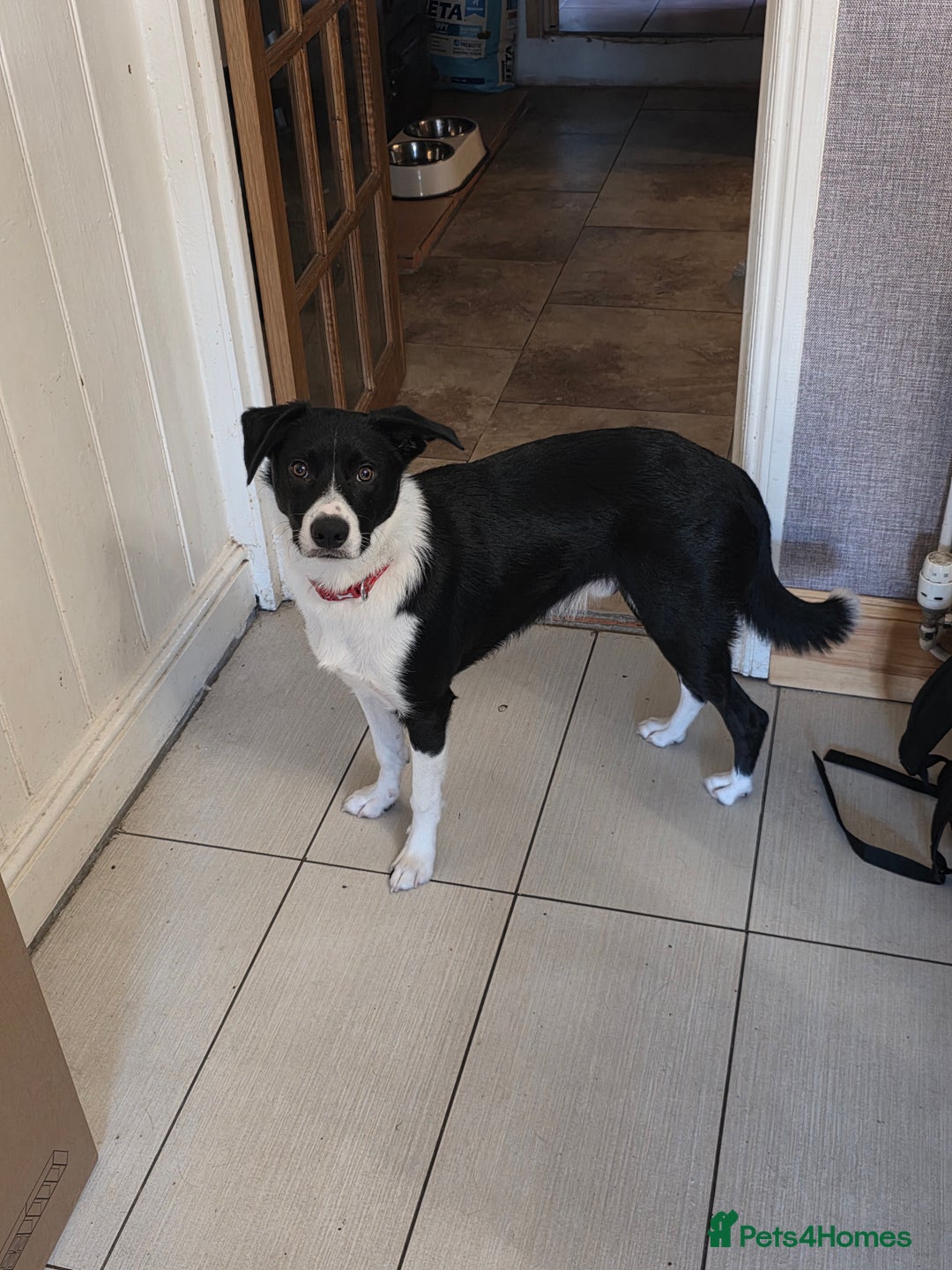 Border Collie dogs for sale: My name is Shep - Image 2
