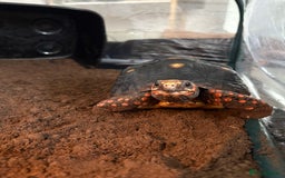 Tortoise reptiles for sale: Redfoot tortoise🐢 - Image 1