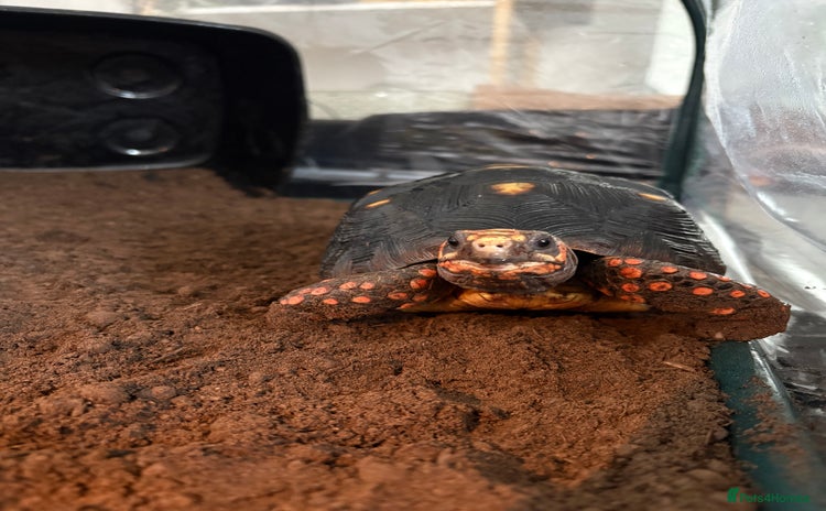Tortoise reptiles - Advert 3