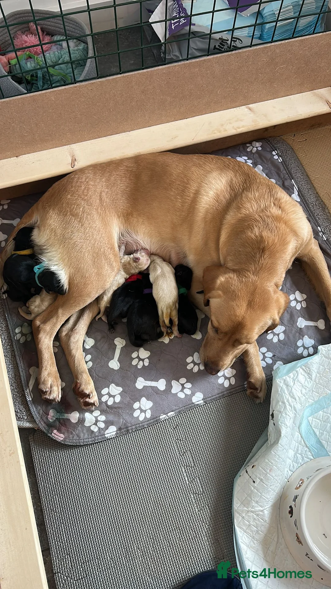 Labrador Retriever dogs for sale: Beautiful lab puppies in Neath - Advert 2