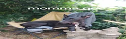 Lurcher dogs for sale: Bedlington grey x bull lurcher pup - Advert 3