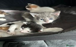 Mixed Breed cats for sale: 5 beautiful, inquisitive fluffy kittens - Image 15