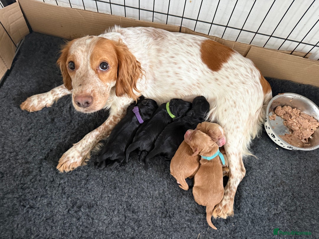 Cocker Spaniel dogs for sale: Puppies Cocker spaniel for sale - Advert 10