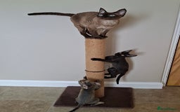 Devon Rex cats for sale: Devon Rex Kittens  - Image 10