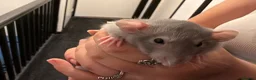 Rat rodents for sale: Adorable baby dumbo rats  - Advert 31