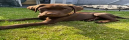 Labrador Retriever dogs for sale: Labrador puppy  - Advert 1