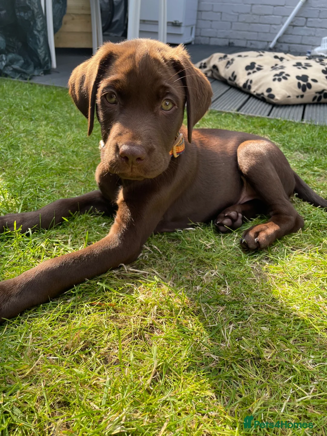 Labrador Retriever dogs for sale: Labrador puppy  - Advert 1