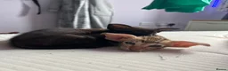 Oriental cats for sale: Gorgeous Oriental Kittens ready now - Advert 14