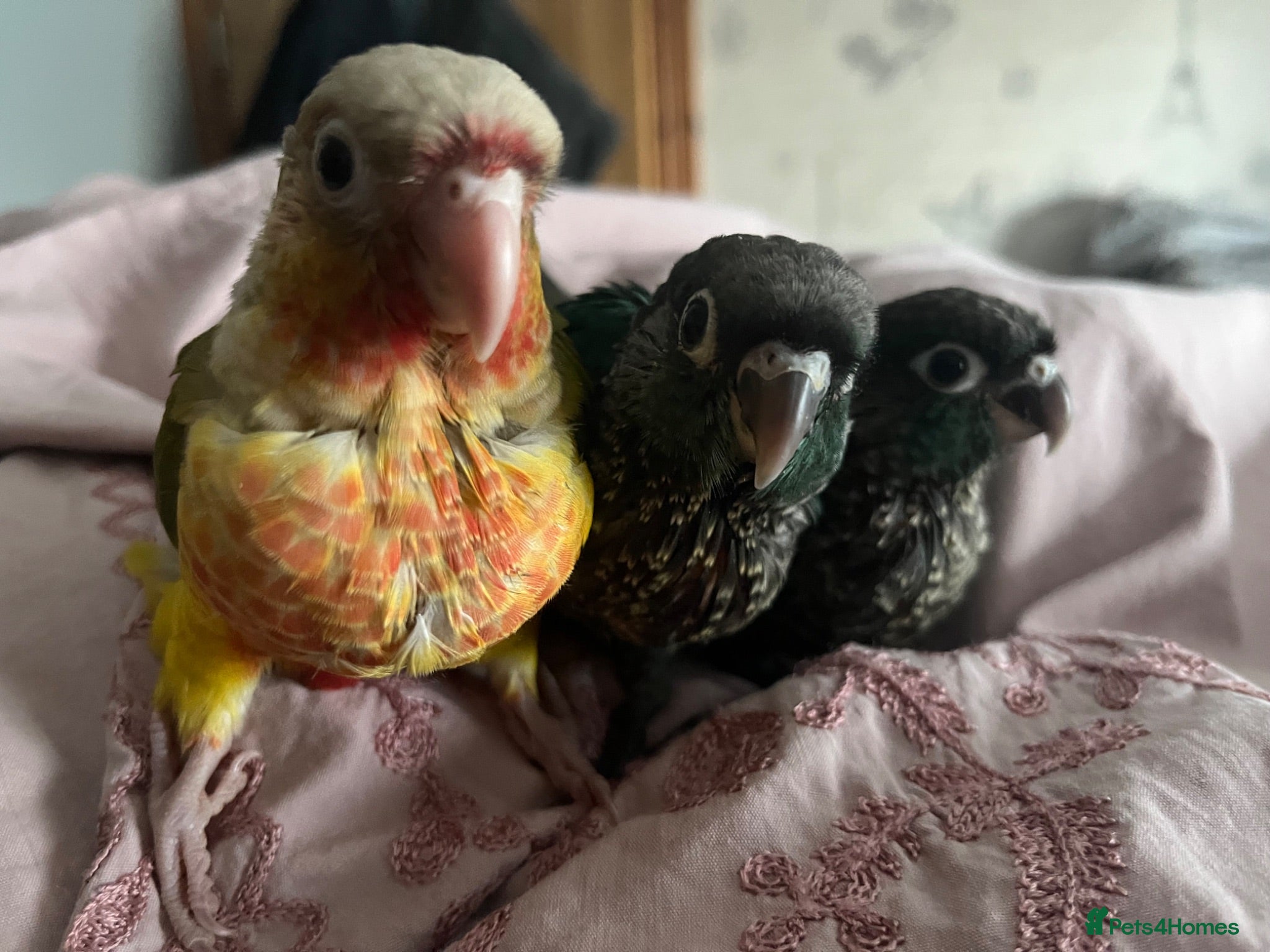 Conures birds Hand raised baby green cheek conures  - Advert 1