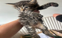 Maine Coon cats for sale: MAINCOON KITTENS READY NOW  - Image 4