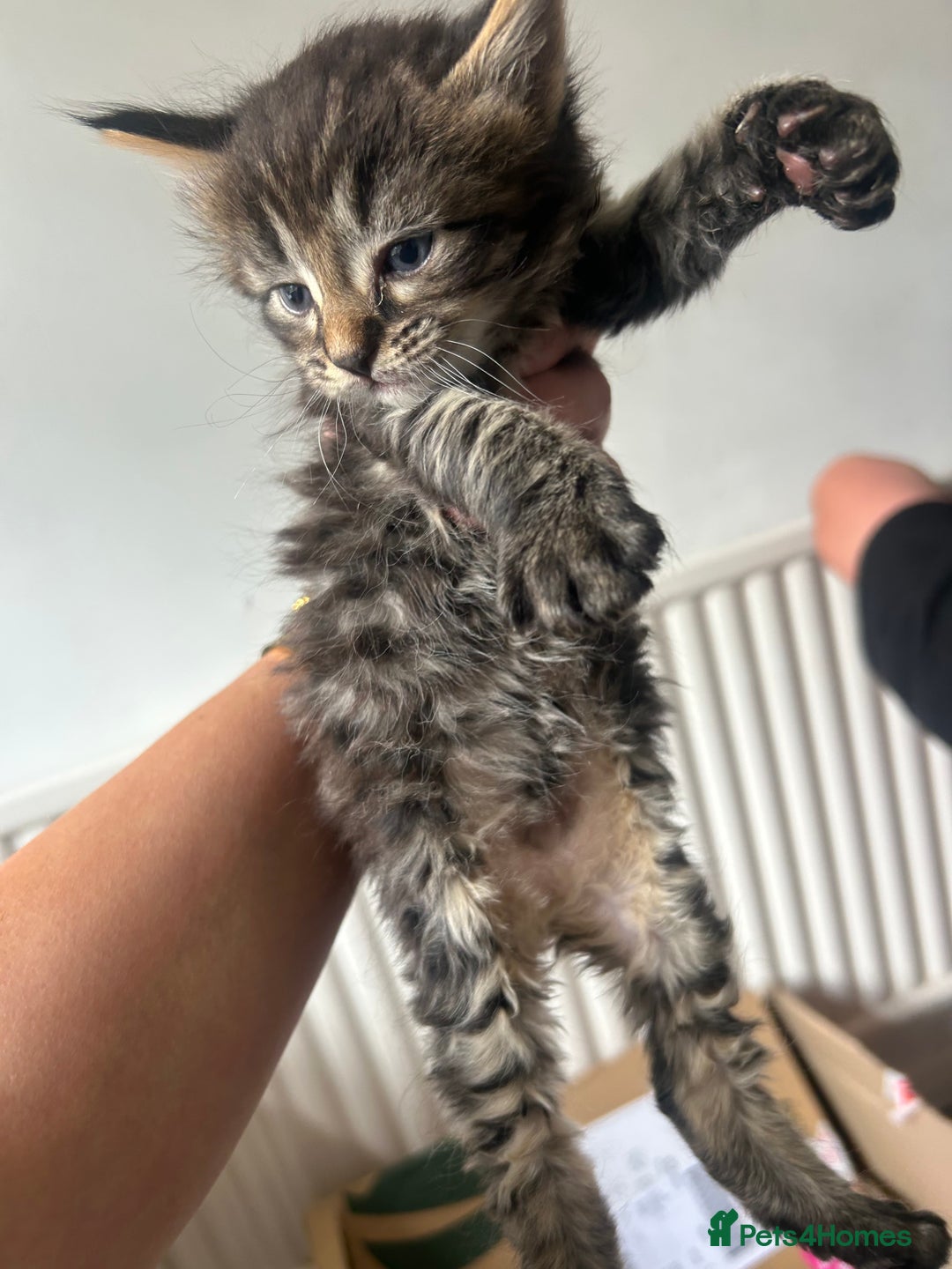 Maine Coon cats for sale: MAINCOON KITTENS READY NOW  - Image 4