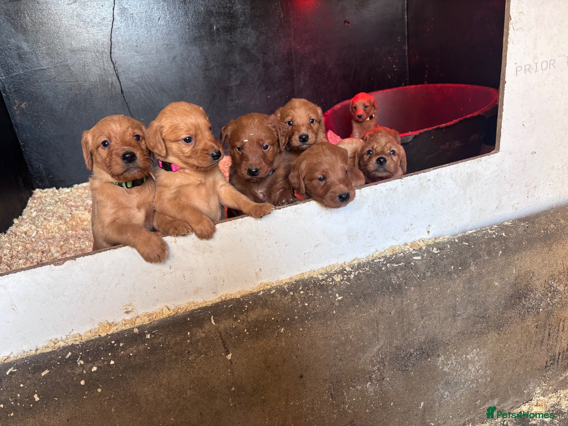 Labradoodle dogs for sale: F1 Labradoodle puppies  - Advert 6