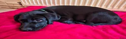Labrador Retriever dogs for sale: Beautiful Black Labrador Pups - Advert 11