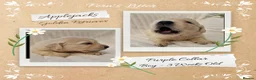 Golden Retriever dogs for sale: Quality Golden Retriever Puppies - Advert 17
