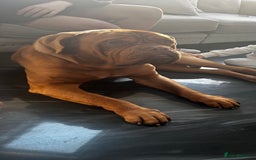 Dogue De Bordeaux dogs for sale: dog de bordeaux looking to be re homed - Image 5